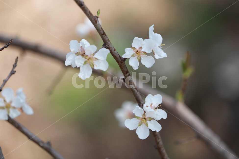 봄,벗꽃,자연,나무,분홍꽃,분홍,핑크,벛꽃,벚꽃,사쿠라,봄,계절,spring,season,식물,자연,plants,nature,꽃,flower,plant
