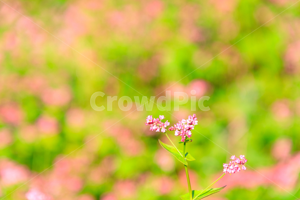 메밀,핑크색,담홍색,농촌,메밀꽃,꽃잎,색깔,화려한,꽃,식물,자연,plants,nature,꽃,flower