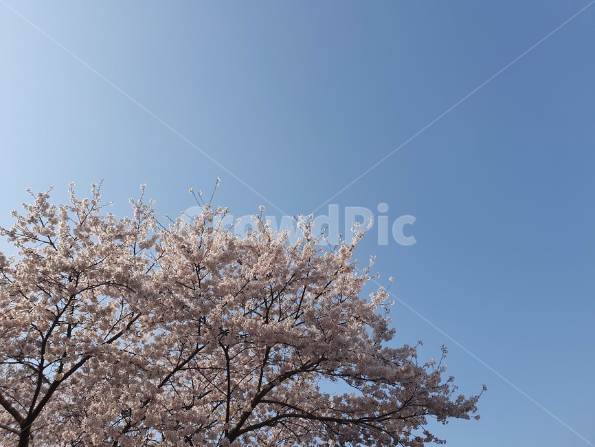 벚꽃,나무,꽃,봄,하늘,봄,계절,spring,season,plant,식물,flower,blossom