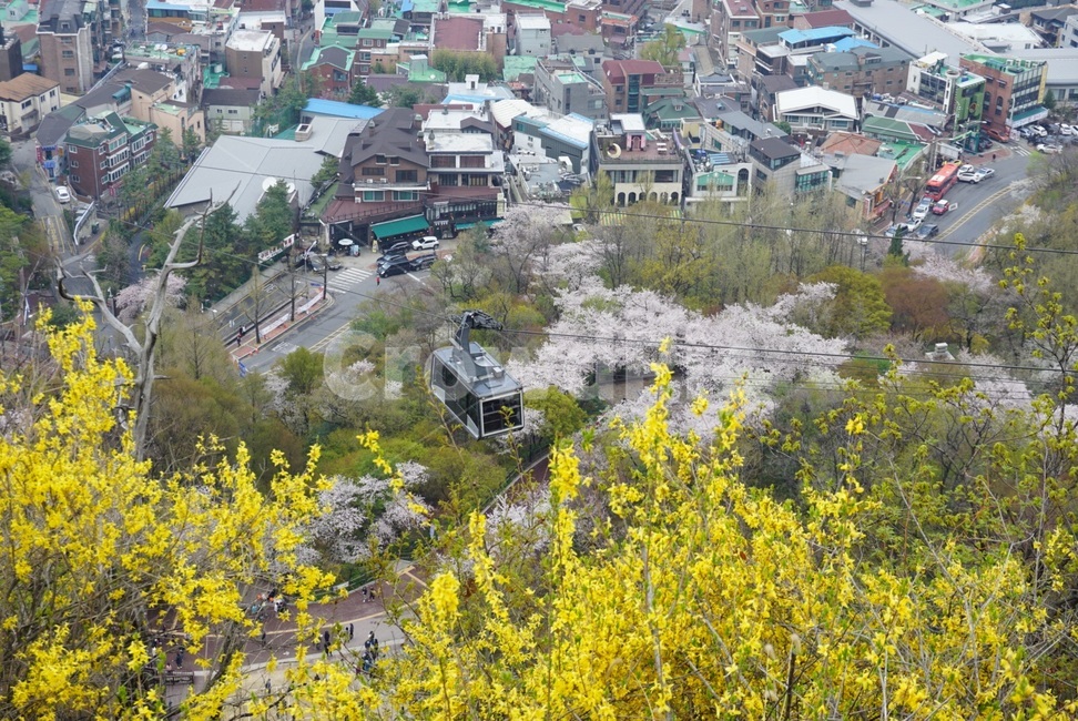 케이블카,봄,나들이,축제,꽃,개나리,벚꽃,동네,마을,관광,가족,남산,서울,풍경
