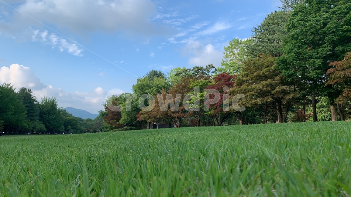 잔디,하늘,나무,언덕,들판,자연,잔디밭