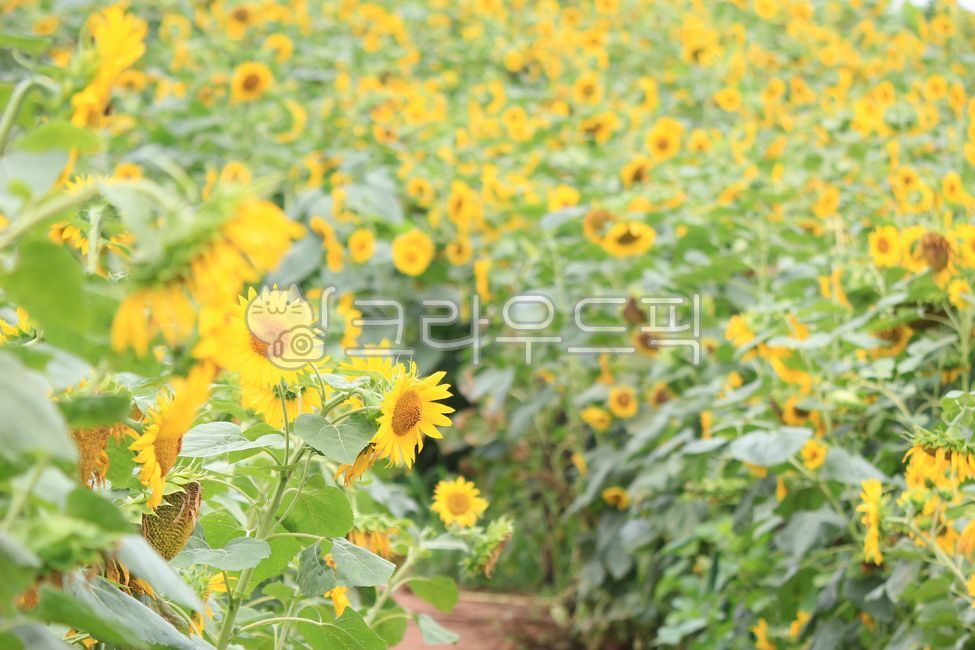 안성팜랜드,안성,팜랜드,풍경,자연,해바라기,식물,꽃