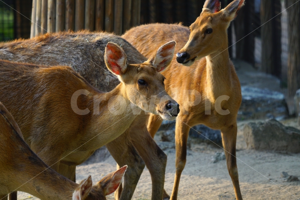 사슴,동물,포유류,짐승,animal,deer,초식동물,자연,nature,생명,귀여운,귀엽다,귀엽게,표정,움직임,동물원,동물,animal,포유류,mammal