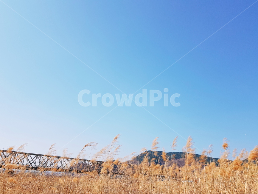 갈대밭,억새밭,파란하늘,한국풍경,한국자연,한국자연풍경,자연,자연,풍경,nature,landscape,grass,잔디,plant,식물,outdoors,옥외