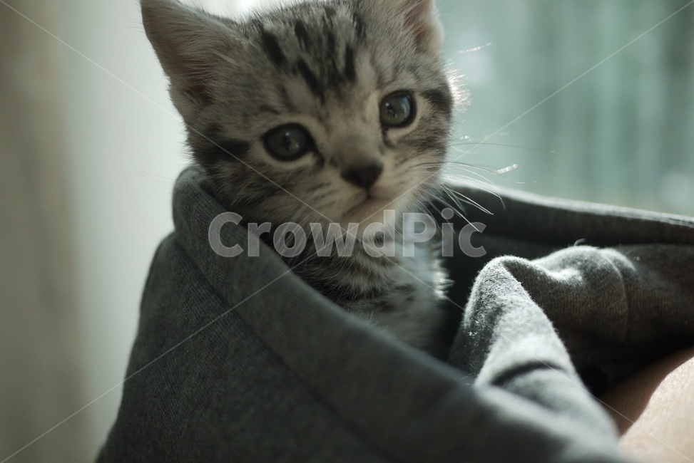 포유류,cat,고양이,kitten,동물,동물,animal,포유류,mammal,고양이,cat,kitten,kitty