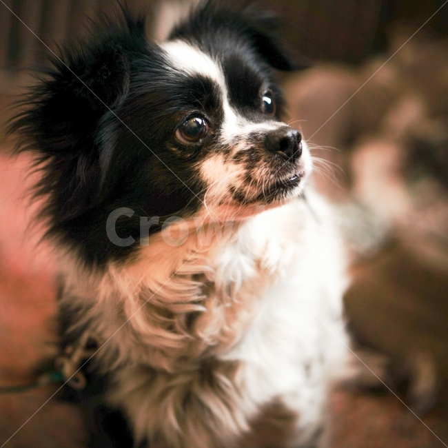 강아지,개,dog,반려견,애견,동물,animal,포유류,mammal,개,강아지,dog,doggy