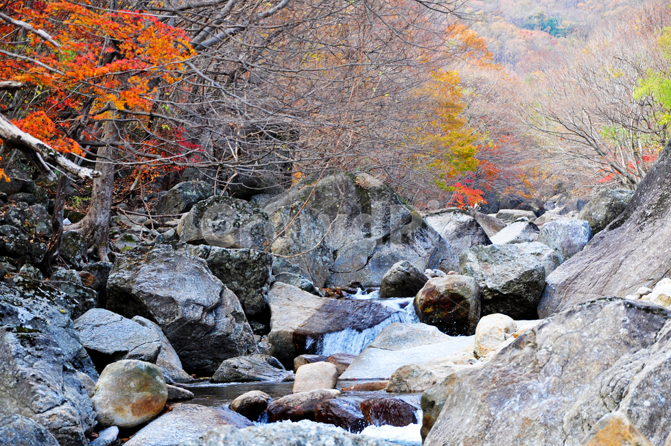 구례,피아골,피아골계곡,단풍,폭포,leaf,잎,plant,식물,tree,나무,maple,water,물,scenery,풍경,outdoors,옥외,nature,자연,landscape,경치,가을,계절,fall,autumn,season,자연,풍경,nature,landscape