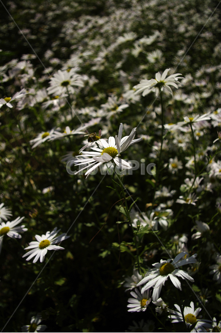 구절초,꽃,식물,flower,plant