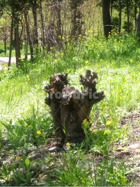 나무,수풀,나무밑동,숲,tree