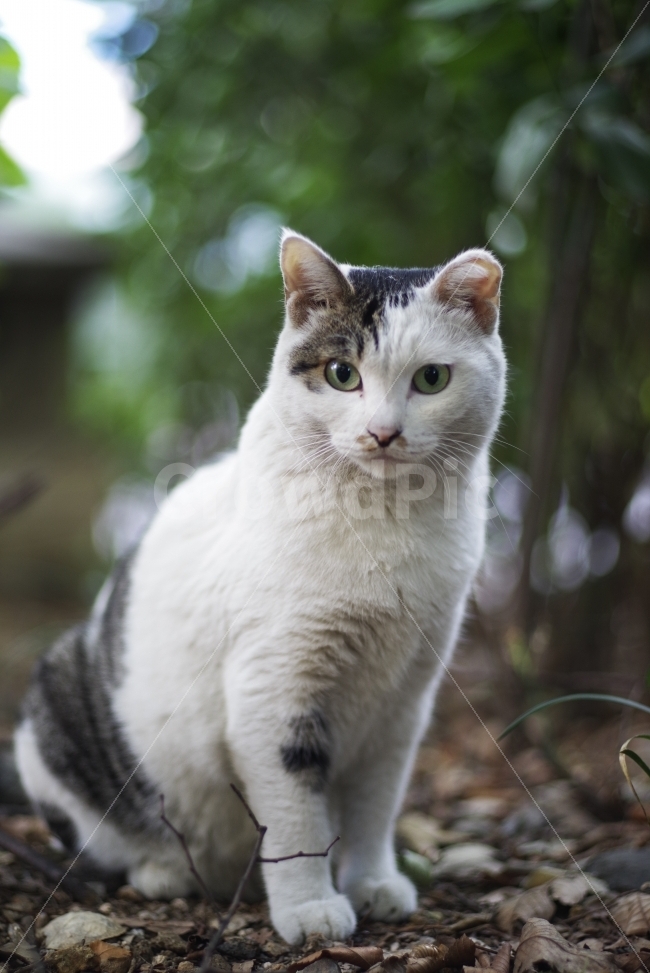 	고양이,길고양이,길냥이,애완동물,반려동물,생명,자연,야생,야생동물,야생고양이,미묘,미냥,cat,kitty,kitten,cute,lovely,adorable,pet,animal,street,streetcat,stray,straycat,wild,wildlife,wildcat,wildanimal,nature,natural,beauty,beautiful,동물,animal,포유류,mammal,고양이,cat,kitten,kitty