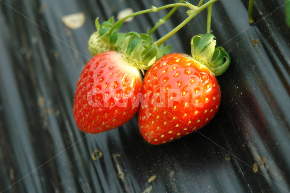 봄,딸기,하우스,비닐하우스,농사,귀농,베리,과일,열매,fruit