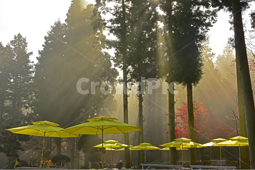 녹차밭,보성,녹차,밭,체험관광,greenteafarm,greenteafields,빛내림,자연,풍경,nature,landscape,식물,plants,나무,trees,wood