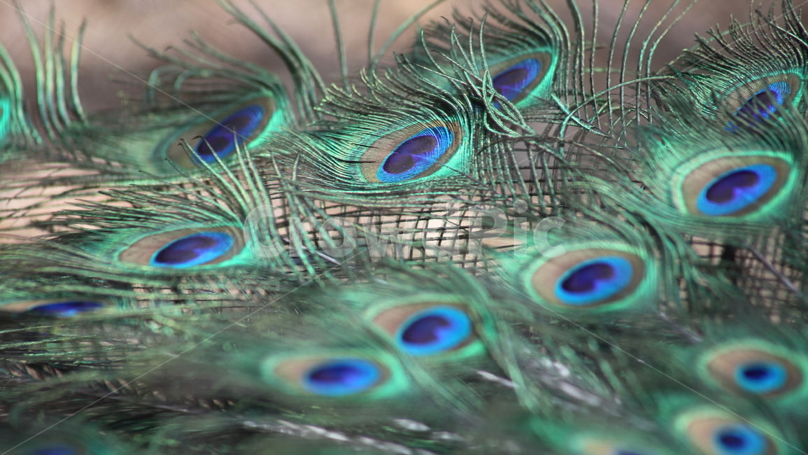 공작,새,동물,조류,peacock,동물,animal,조류,새,birds,텍스처,질감,패턴,texture,pattern