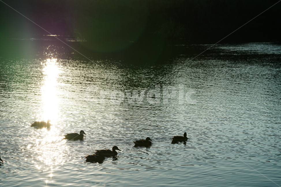 오리,새,생물,동물,duck,bird,생명,water,물,동물,animal,조류,새,birds
