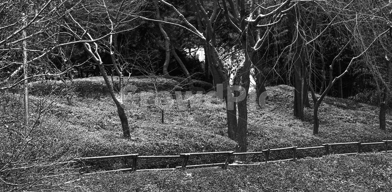 겨울,첫눈,눈,공원,계절,나무,겨울,계절,winter,season,자연,풍경,nature,landscape,흑백,모노톤,monochrome,black and white,ground,바닥,tree,plant,식물,tree trunk,나무 줄기