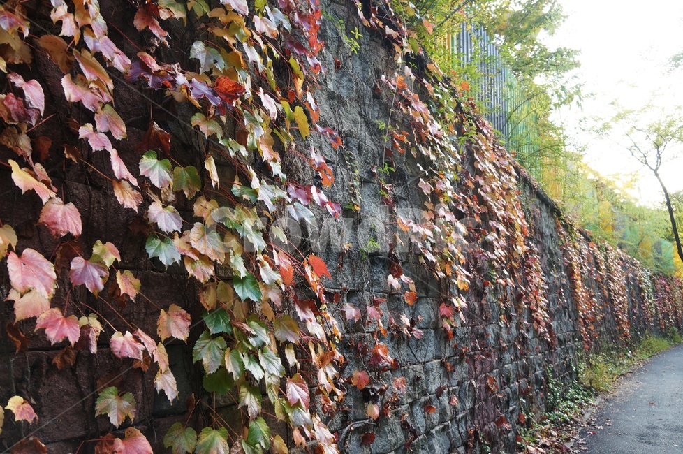 담쟁이,벽,축대,가을,단풍,뒤안길,낙엽,넝쿨성식물,가을,계절,fall,autumn,season,plant,식물