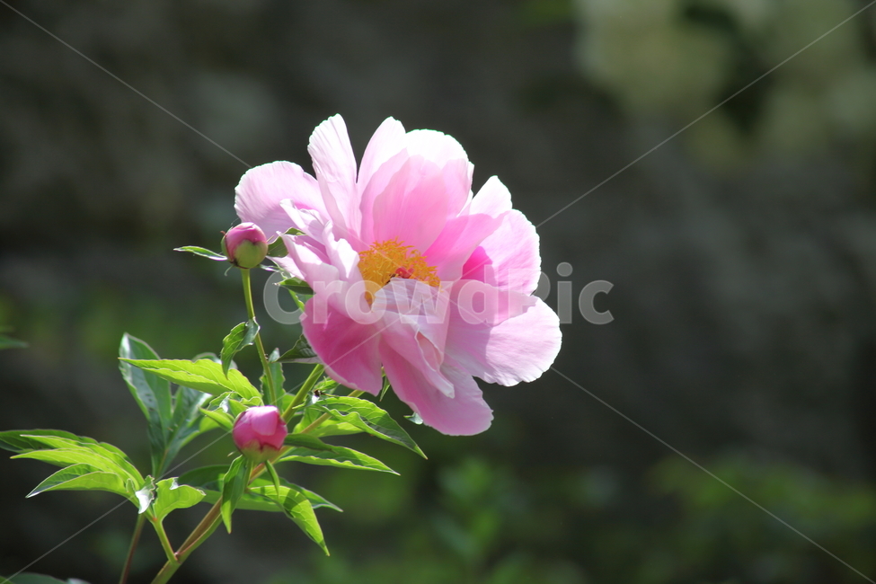 작약,봄,꽃,작약꽃,peonyroot