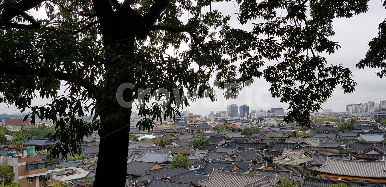 한옥,나무,자연,풍경,nature,landscape,감성,전주한옥마을,전주,한국전통,한국문화,도시,koreacityscape,koreanculture