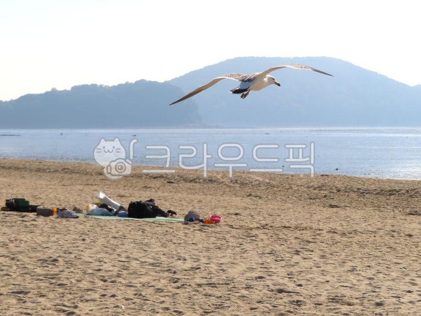 sky,blue sky,nature,clear sky,Birds,blacktailed gull,waterfowl,sand,trail,Beach,Coast,ocean,bird,animal,walking path,Seagull,wing