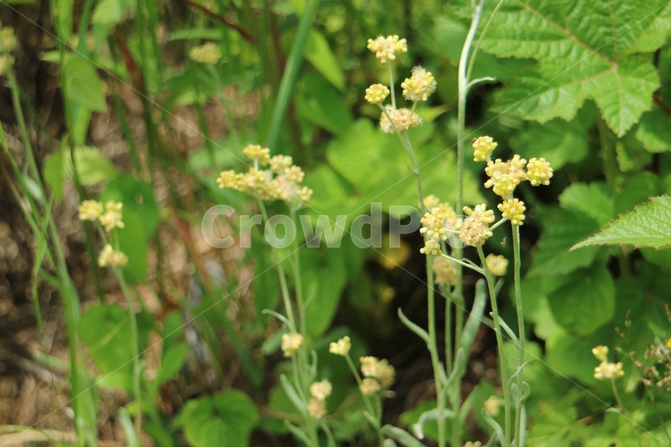 식물,꽃,apiaceae,양봉장과,flower