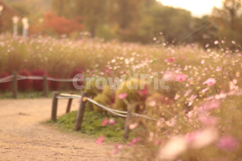 가을풍경,가을,어딘가,따뜻한,가을픙경,flowers,autumn,autumnscenery,fall,코스모스,가을꽃,가을,계절,fall,autumn,season,자연,풍경,nature,landscape,furniture,가구
