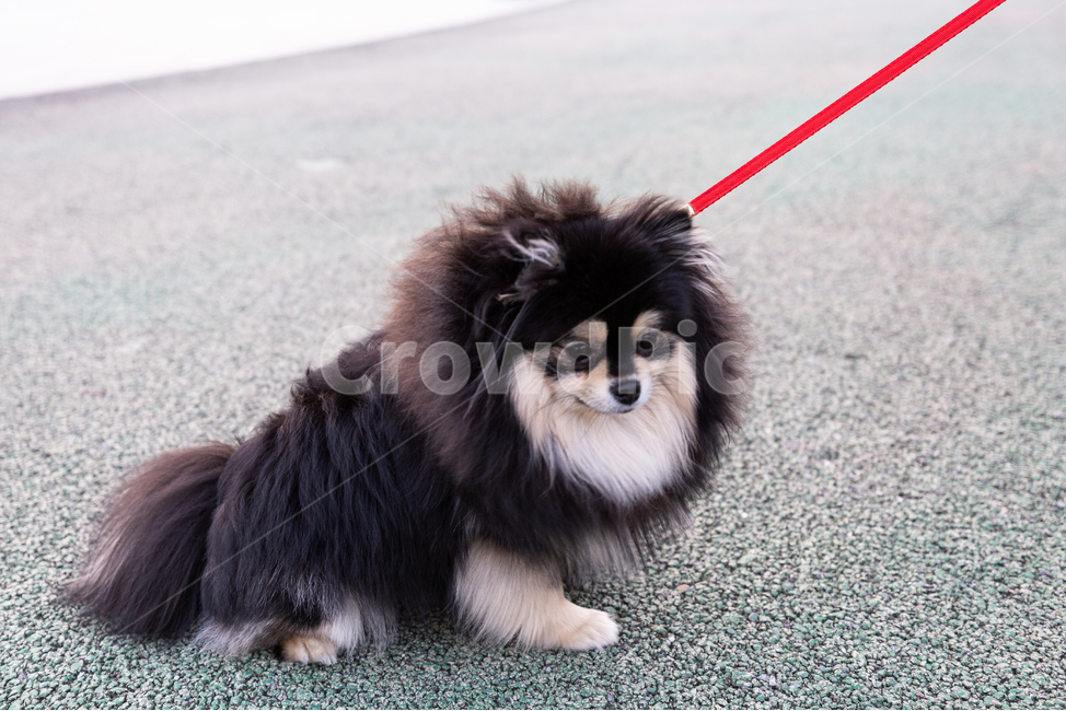 Pomeranian,black tan,form,puppy,Gangjwi,pomeranian,cuteness,animal,Dog,dog,pet dog,walk