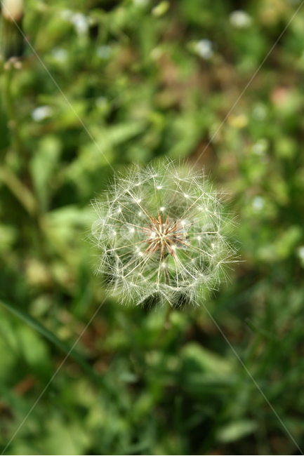 민들레홀씨,홀씨,봄,봄날,봄풍경,감성,spring,flower,공원,풍경,식물,새싹,잎,초록,봄,계절,spring,season,식물,자연,plants,nature,꽃,flower,plant,blossom