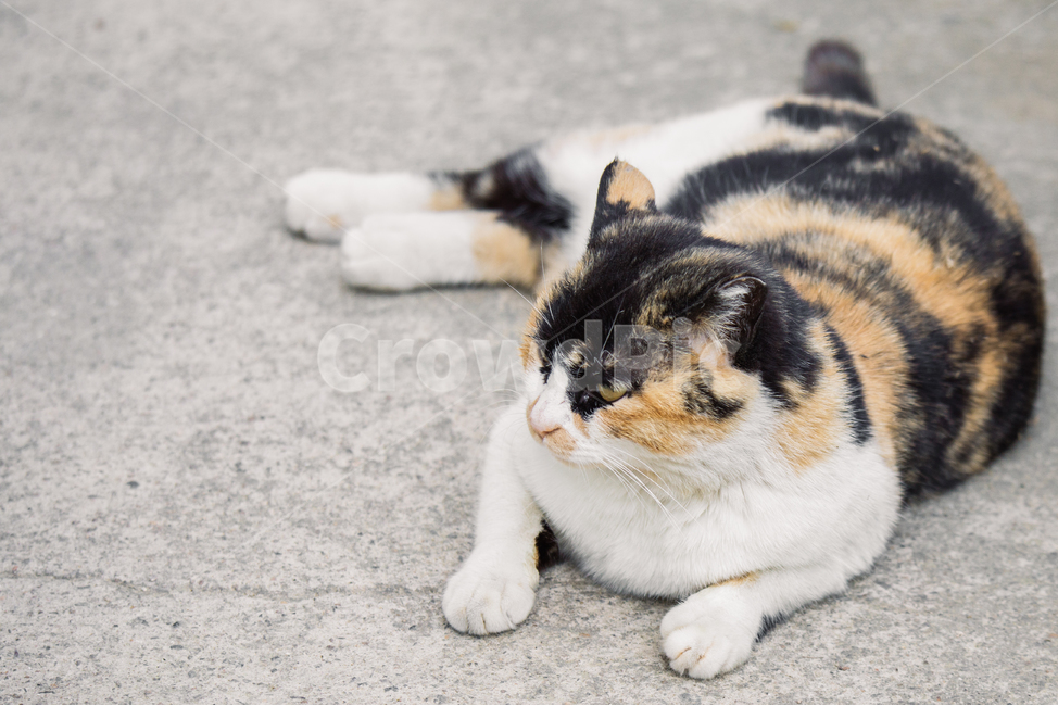 냥냥이,고양이,캣,cat,길고양이,삼색이,동물,animal,포유류,mammal,고양이,cat,kitten,kitty