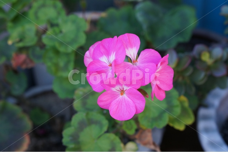 꽃,flower,geranium,식물,blossom