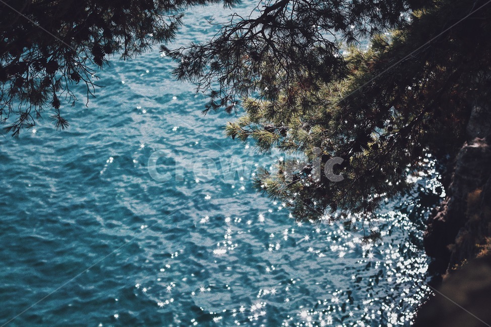 plant,식물,tree,나무,바다,see,beach