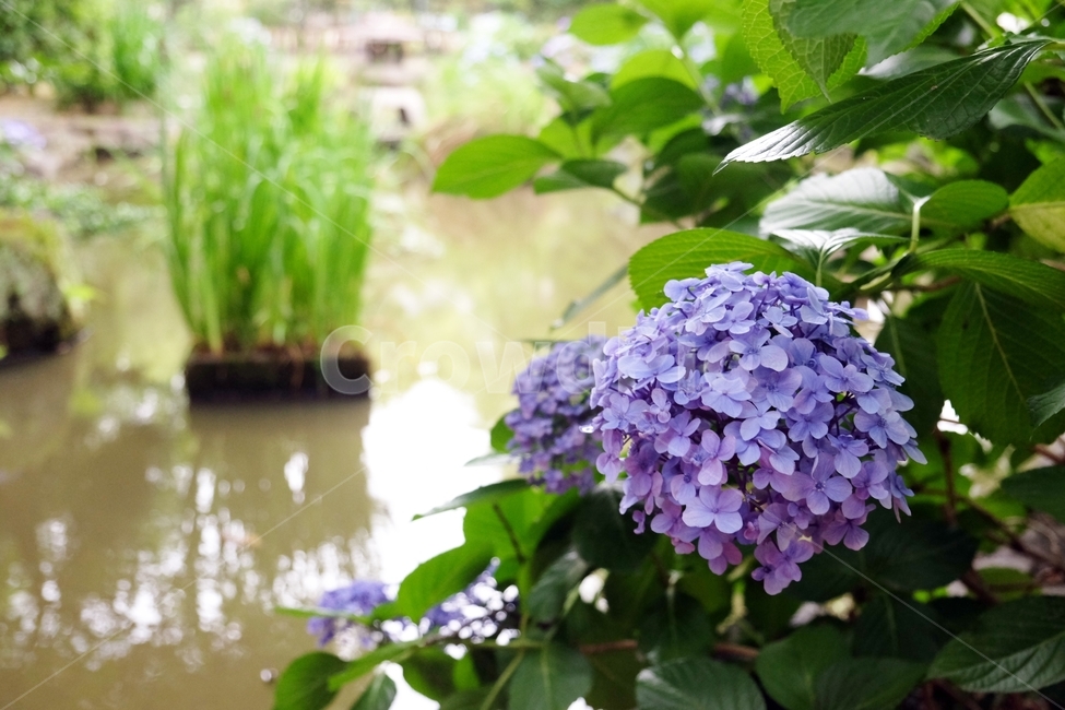 수국,식물,bigleafhydrangea,水菊,정원,꽃,식물,자연,plants,nature,꽃,flower
