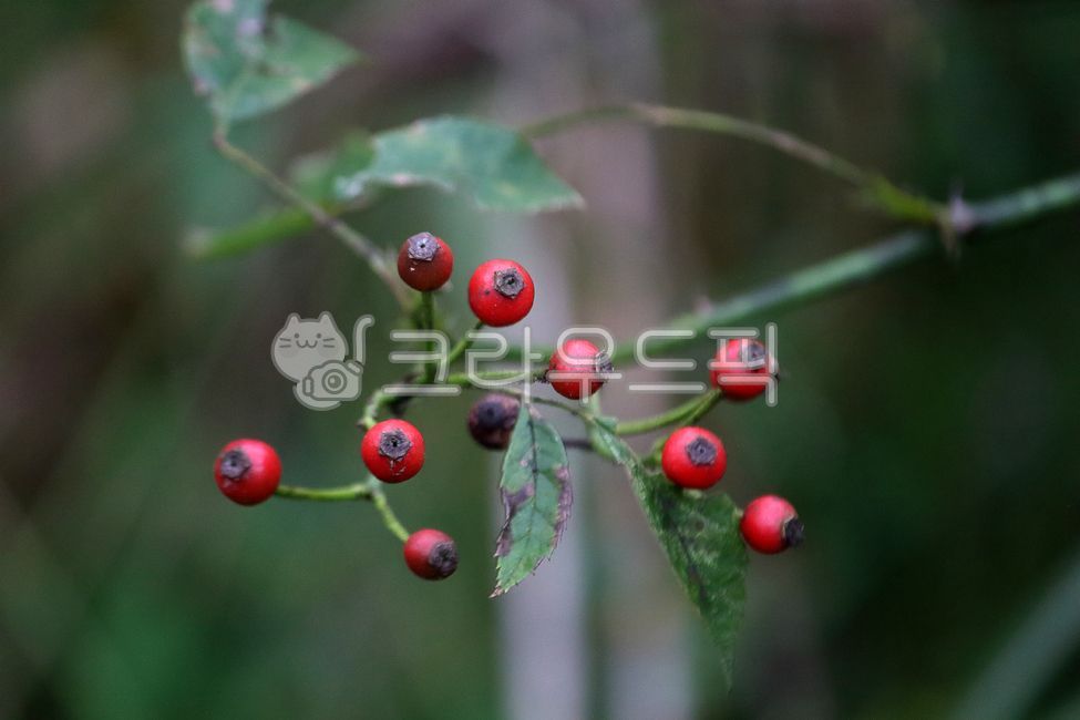 briar, Fruit, seed, plant, tree - Authentic Korean Stock Photos by ...