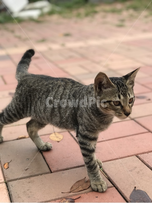 cat,동물,고양이,mammal,pet,포유류,animal,동물,animal,포유류,mammal,고양이,cat,kitten,kitty
