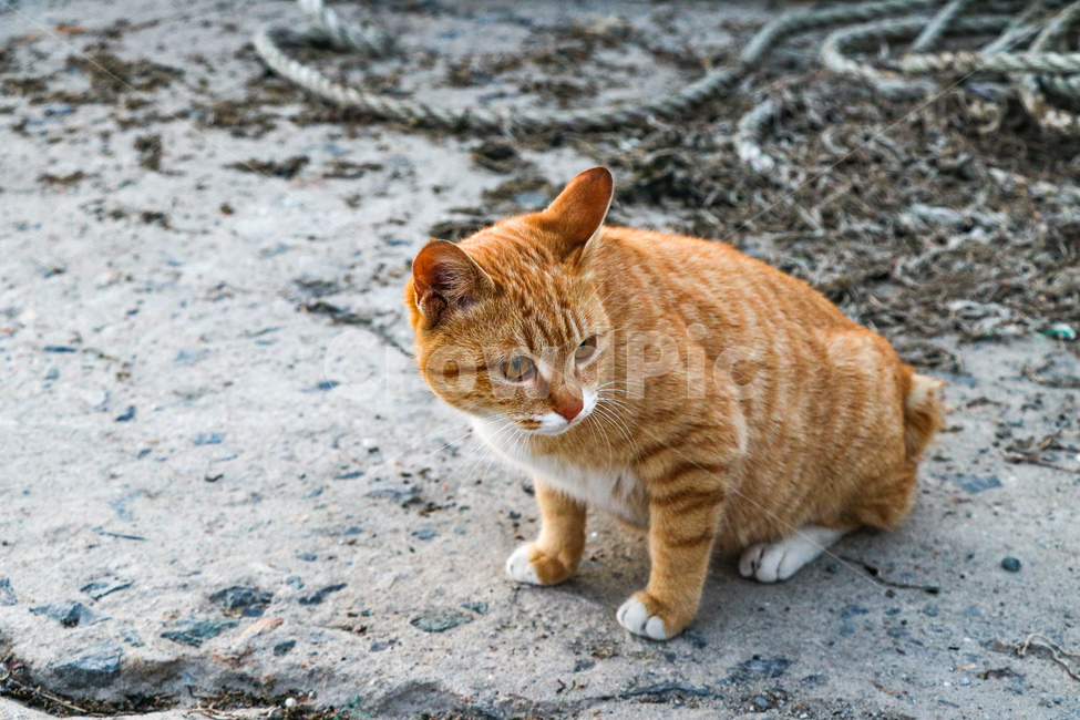 애완동물,고양이,포유류,동물,mammal,animal,pet,cat,동물,animal,포유류,mammal,고양이,cat,kitten,kitty