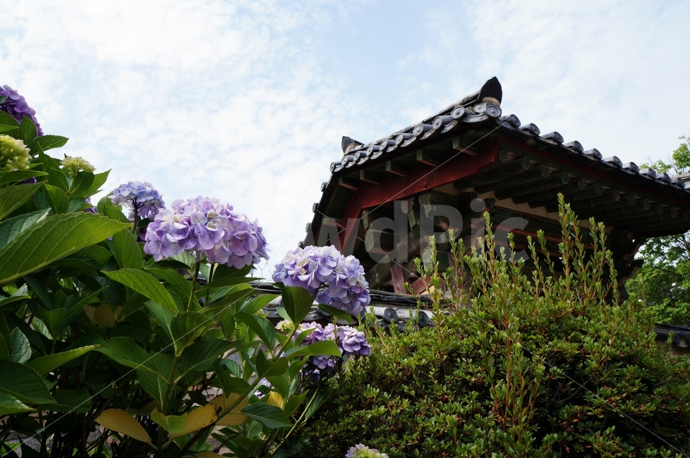 수국,꽃,사찰,정원,불국사,경주,자연,풍경,기와,전통건축물,한국전통,신라,신라시대,삼국시대,천년고도,한국전통,한국문화,korean traditional,korean culture,랜드마크,landmark,tourist attraction,한국랜드마크,한국관광지,한국명소,korea landmark,korea tourist attraction,식물,자연,plants,nature,꽃,flower,종교,신앙,religion,belief,faith,건축물,건물외관,exterior,building,structure,architecture,construction