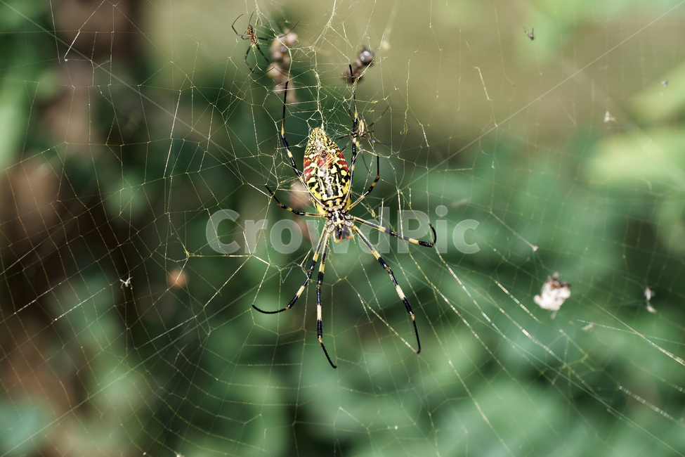 호랑거미,거미,절지동물,argiopeamoena,거미줄,담록색,동물,animal,곤충,벌레,insect,bug