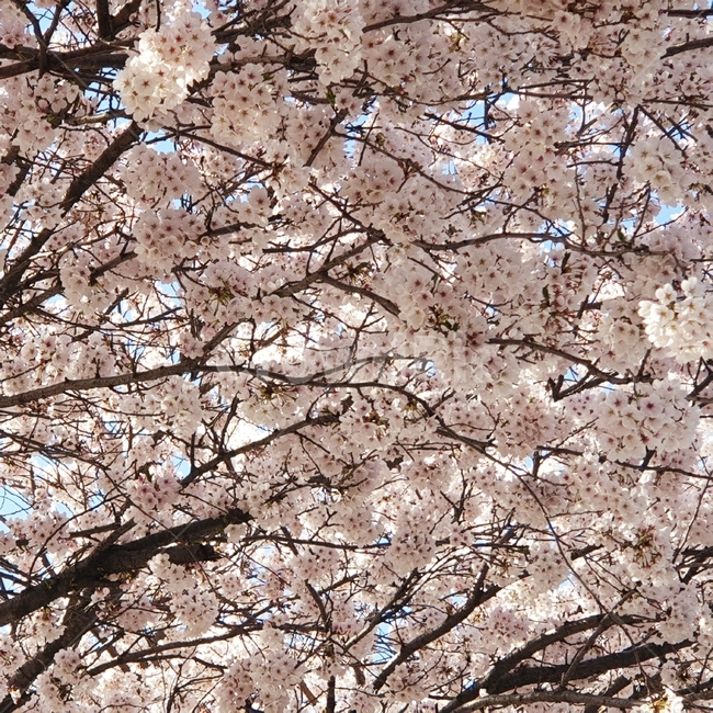 봄,꽃축제,벗꽃,사쿠라,벗꽃축제,봄,계절,spring,season,plant,식물,flower,꽃,blossom