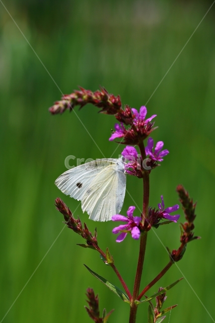 곤충,봄,식물,정원,자연,야외,식물,자연,plants,nature,꽃,flower,동물,animal,곤충,벌레,insect,bug