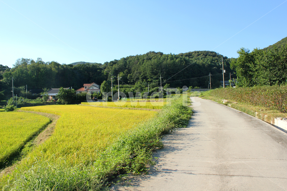 산,나무,숲,자연,식물,풍경,낮,파랑,블루,파란색,하늘,농촌,주택,농작물,논,농경지,벼,풀,잡초,길,도로,시멘트,콘크리트,시골길,녹색,그린,초록색,농사,시골,자연,풍경,nature,landscape,한국자연풍경,한국자연경관,korea nature landscape,시골,마을,country,rural,town,outdoors,옥외,grassland,목초지,field,들