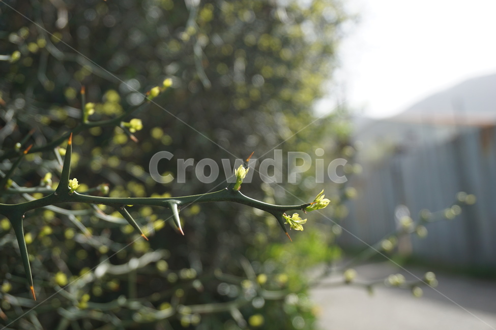 탱자나무,봄,4월,가시,새순,연두색,골목길,봄,계절,spring,season,식물,자연,plants,nature,plant