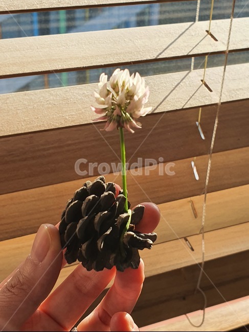 식물,plant,솔방울,human,꽃,flower