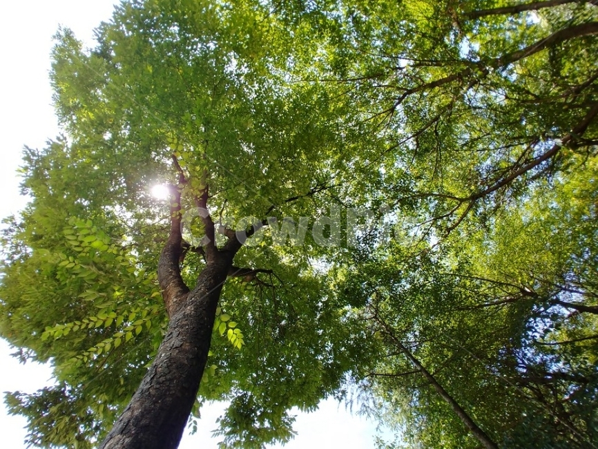 나무,햇살,푸른,잔잔한,따뜻한,공상,명상,summer,tree,sunlight,green,식물,자연,plants,nature,나무,trees,wood