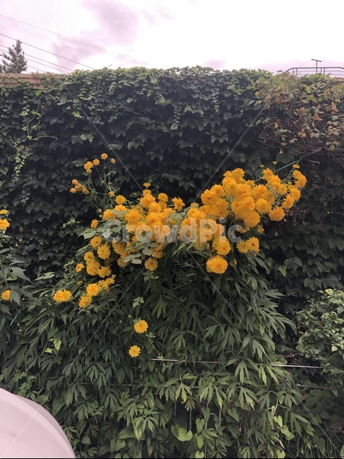 꽃,골목길,식물,노란꽃,이쁜꽃