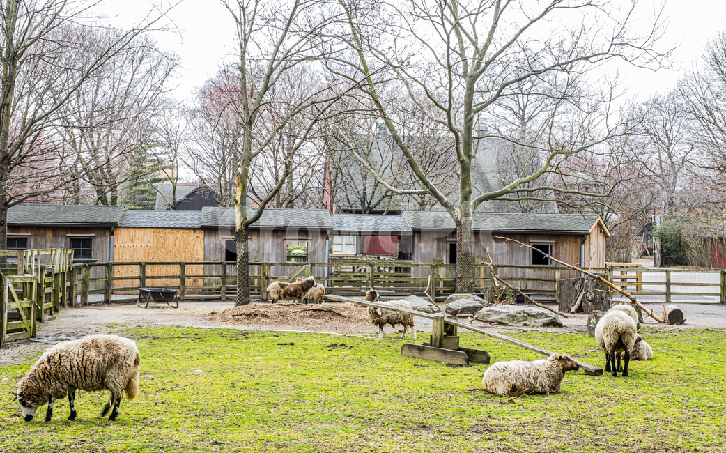 building,건물,countryside,양,sheep,포유류,mammal,동물,nature,자연,outdoors,옥외,animal,잔디,초원,농장,farm