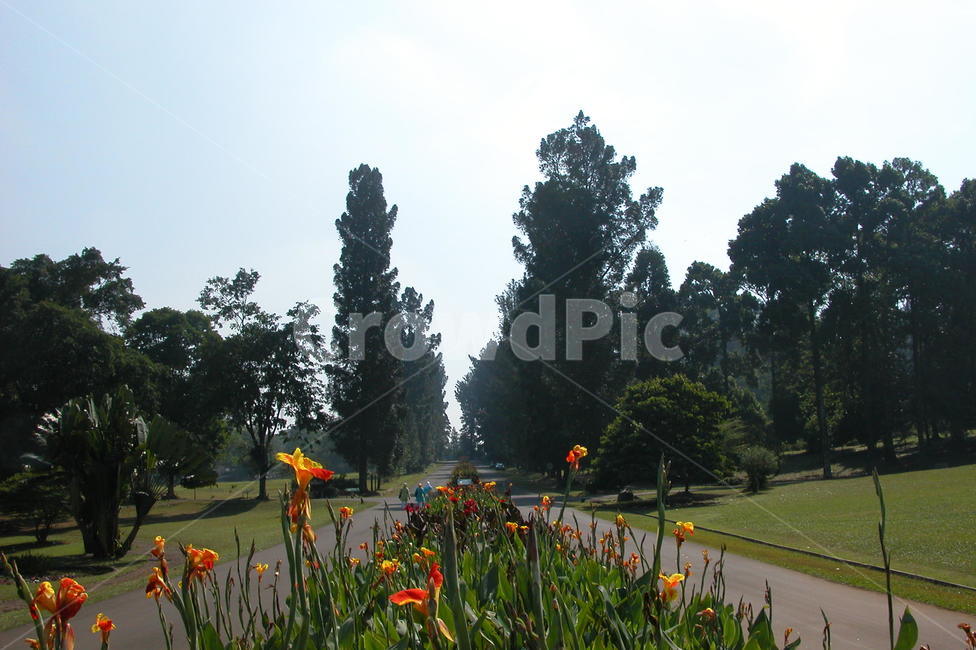 인도네시아,보고르,보고르식물원,꽃,나무,indonesia,bogor,bogorbotanicgarden,flowers,trees,flower,tree