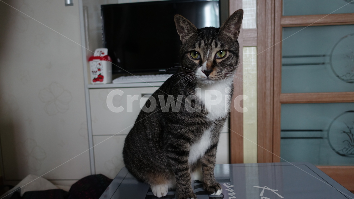 고양이,코숏,코숏고등어,애완동물,동물,동물,animal,포유류,mammal,고양이,cat,kitten,kitty