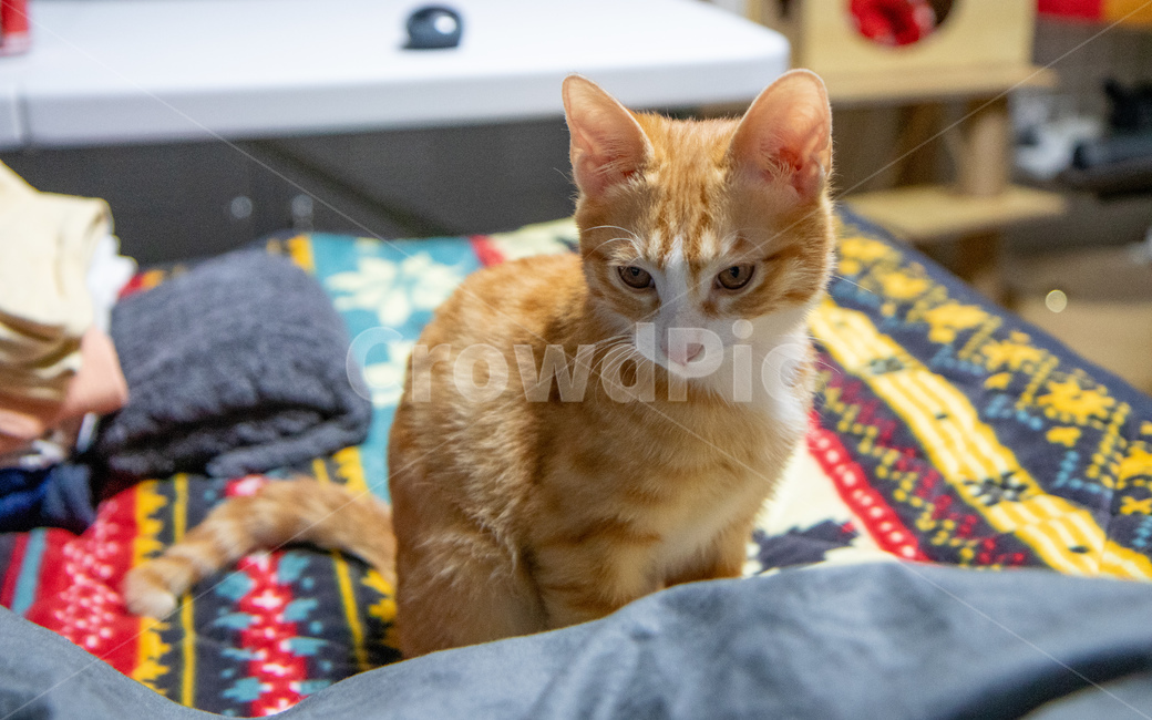 고양이,치즈고양이,치즈태비,아가고양이,집고양이