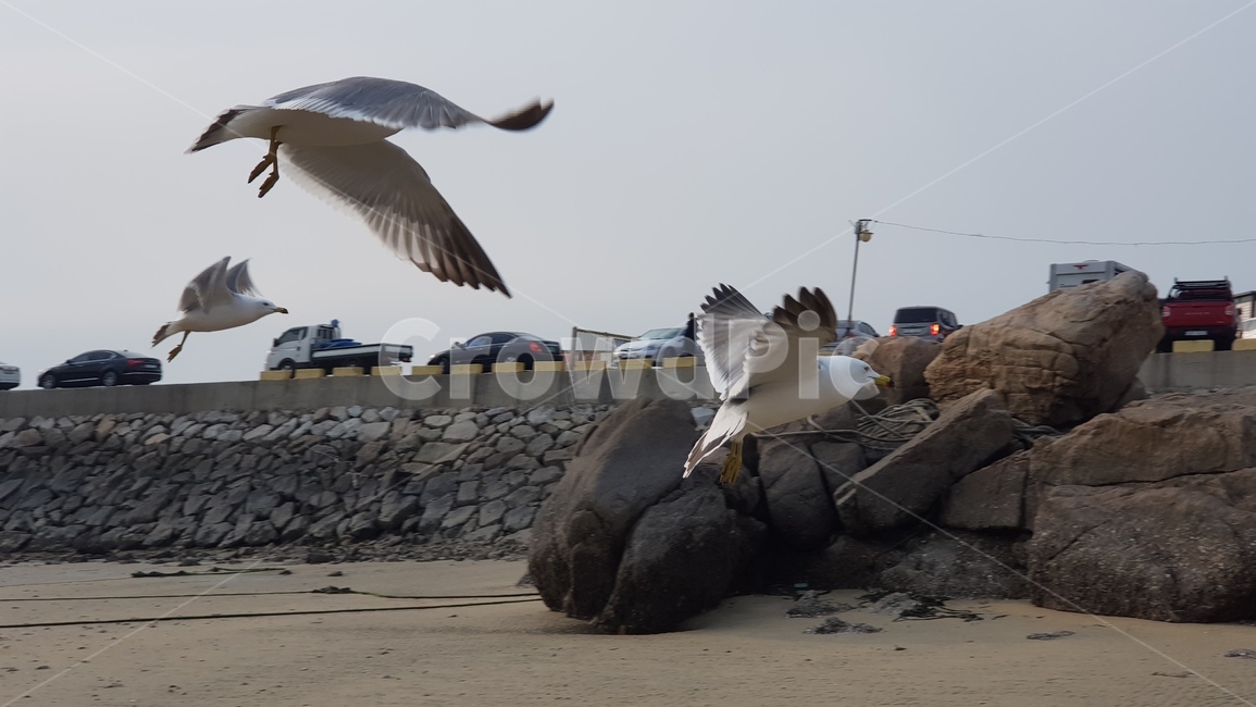 물새,bird,새,animal,동물,waterfowl