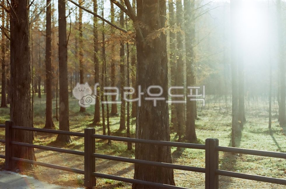 경북,경주시,경주,경북산림환경연구원,겨울,나무,메타세콰이아,단풍,빛,할레이션,플레어,식물