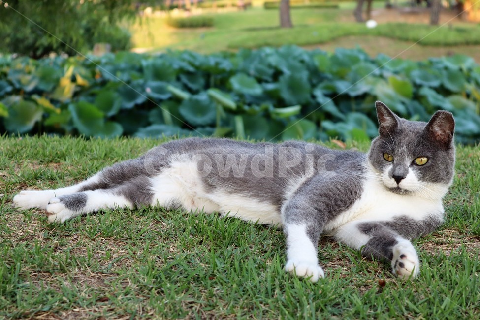 길고양이,고양이,그레이톤,누움,cat,animal,동물,동물,animal,포유류,mammal,고양이,cat,kitten,kitty